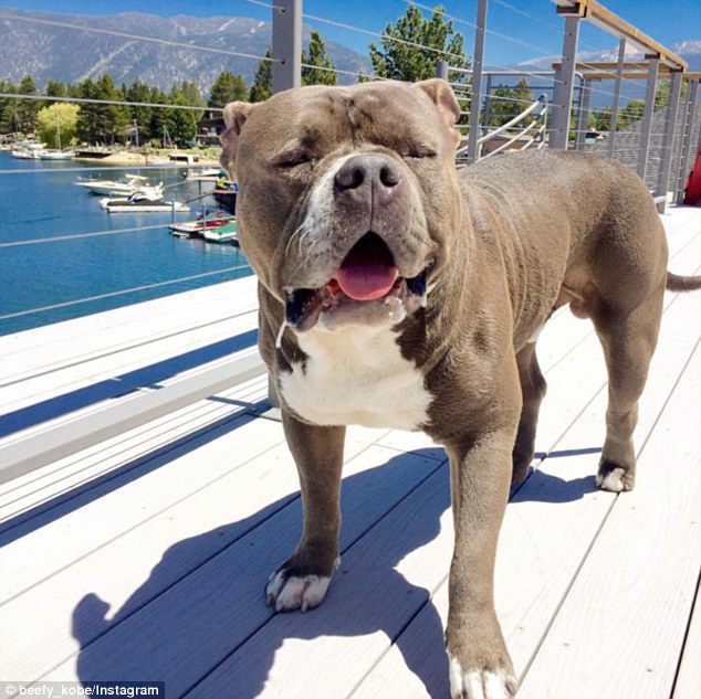 斗牛犬面露悲哀撅嘴卖萌化身走红网络[3]- 中国日报网