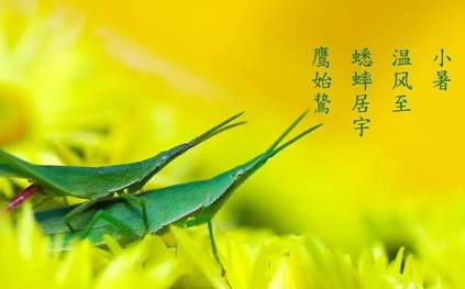【网络中国节】小暑：蟋蟀寻凉憩，萤光照夜明