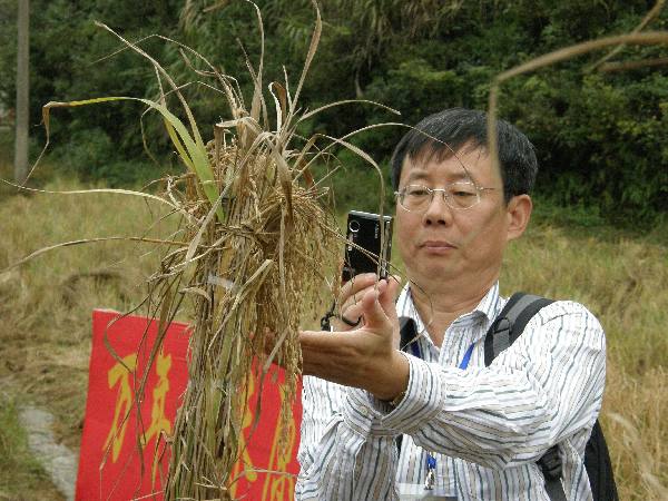 农民丰收节：农作物中的中华文化“密码”