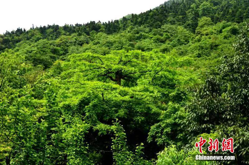 文旅部：拟加强说唱、脱口秀、相声等节目审核监管