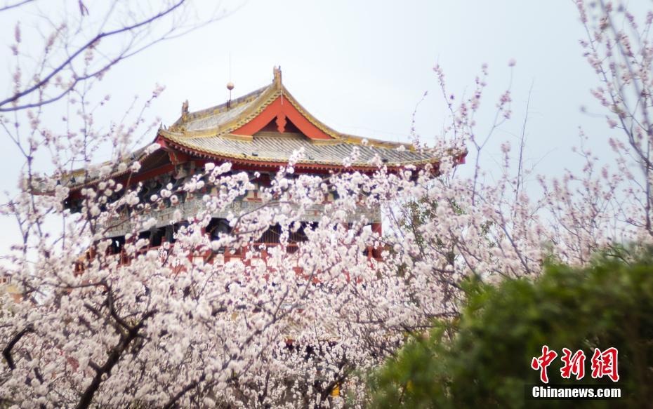 国宝“骑驼胡人小憩俑”亮相陕西历史博物馆