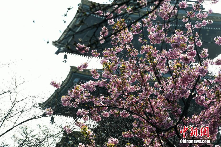 国宝“骑驼胡人小憩俑”亮相陕西历史博物馆