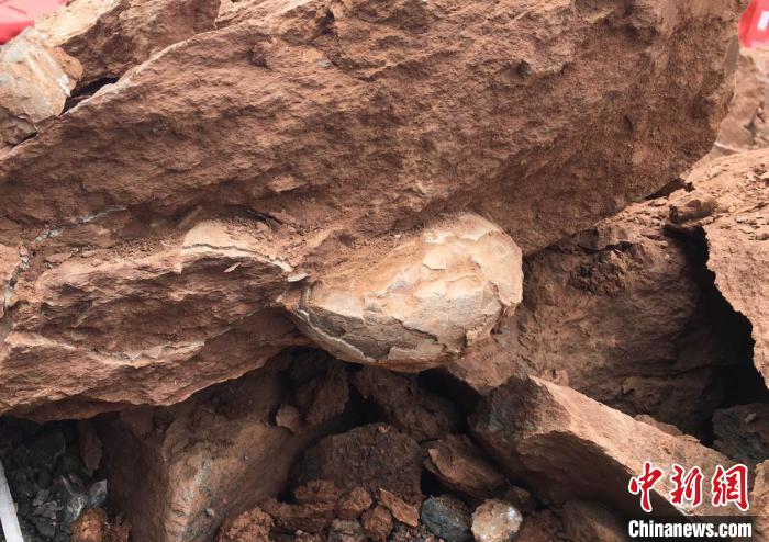萍乡发现十余枚恐龙蛋化石 专家：经鉴定距今约9000万年