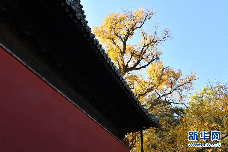 北京：古寺银杏引客来