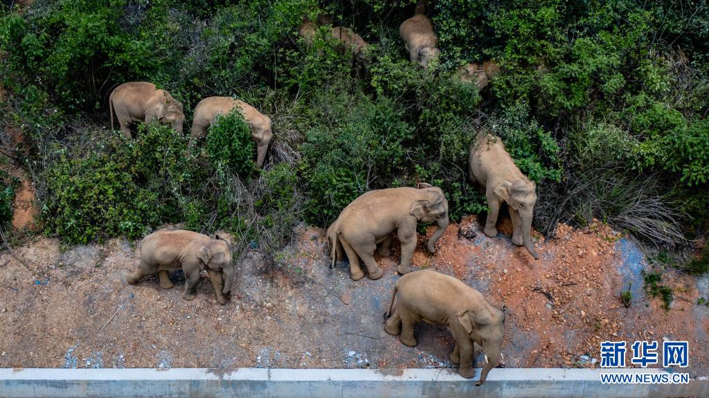 大象奇游记——云南亚洲象群北移南归纪实