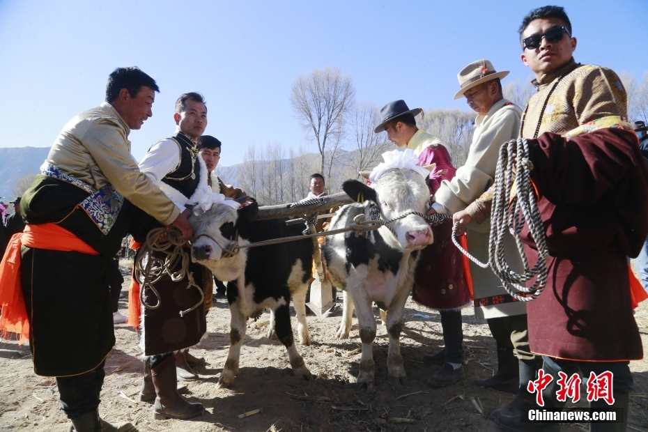 青海贵德举行藏族传统春耕仪式