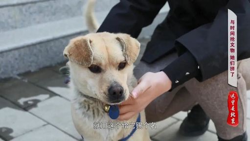 北京文博丨【考古“女”队员】“伯鱼簋”当年下葬竟被盖错了盖子