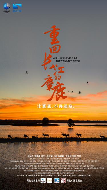 《重回长江的麋鹿》：记录物种兴衰背后的家国故事