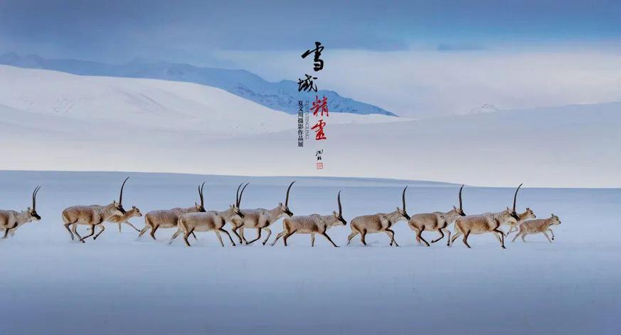 聚焦“雪域精灵” 夏文川摄影作品展在南昌开展
