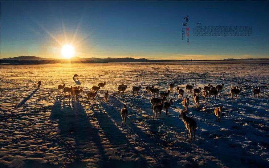 聚焦“雪域精灵” 夏文川摄影作品展在南昌开展