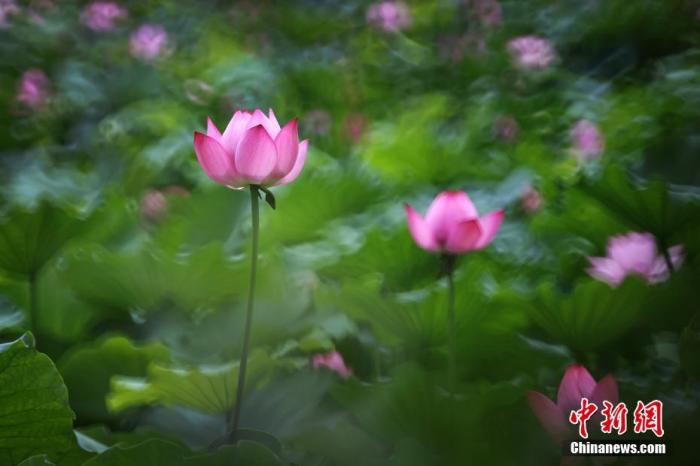 今日小暑丨蝉鸣阵阵瓜果香，恰是生活美好的模样