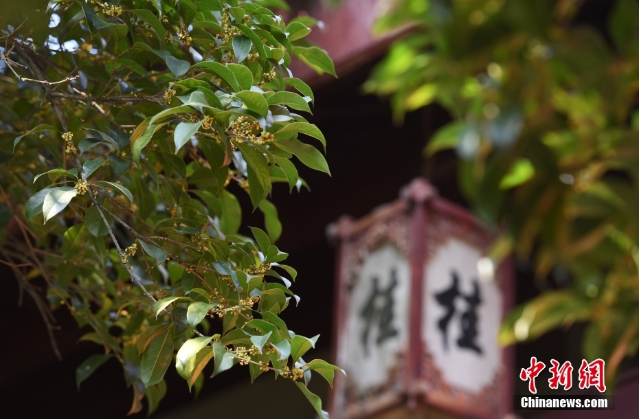 杭州西湖桂花开 “满陇桂雨”引客来