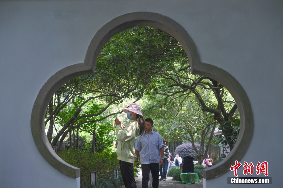 杭州西湖桂花开 “满陇桂雨”引客来