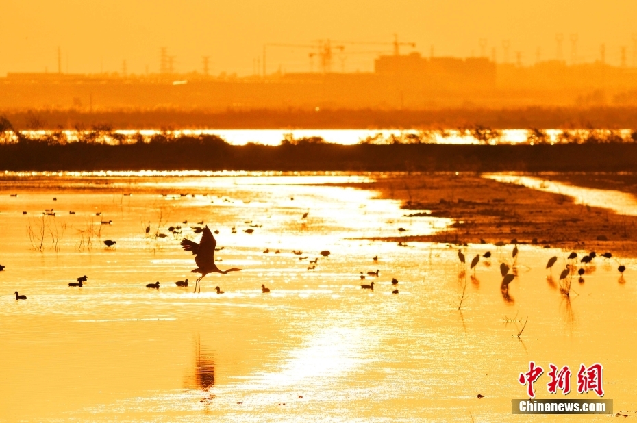 大批候鸟飞抵青岛胶州湾准备越冬