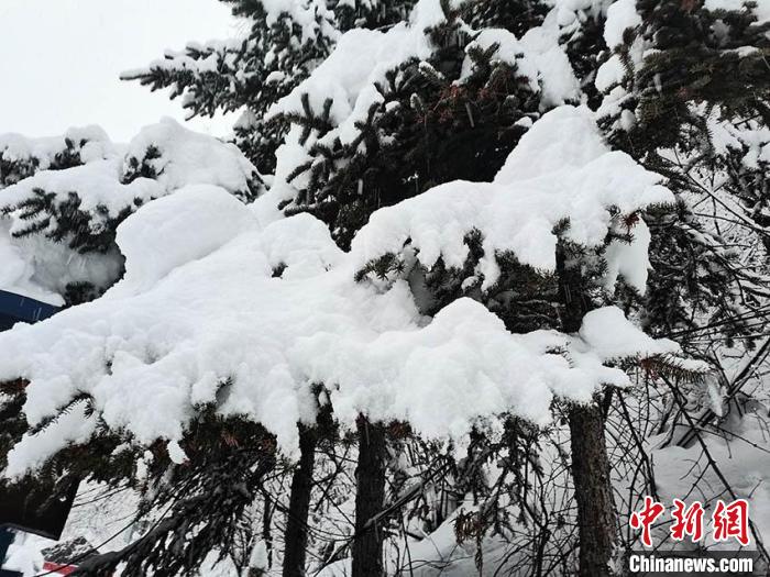 积雪覆盖青松 杨尚武 摄
