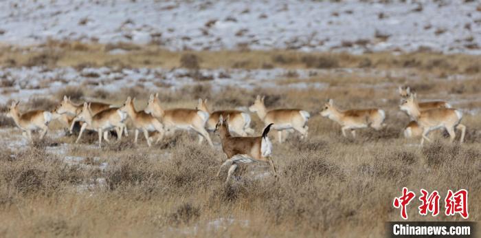 新年伊始，中蒙边境再现大批野生动物