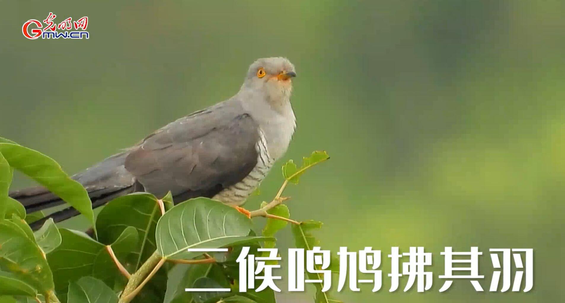 【节气里的大美中国·谷雨】空间音频丨听见谷雨