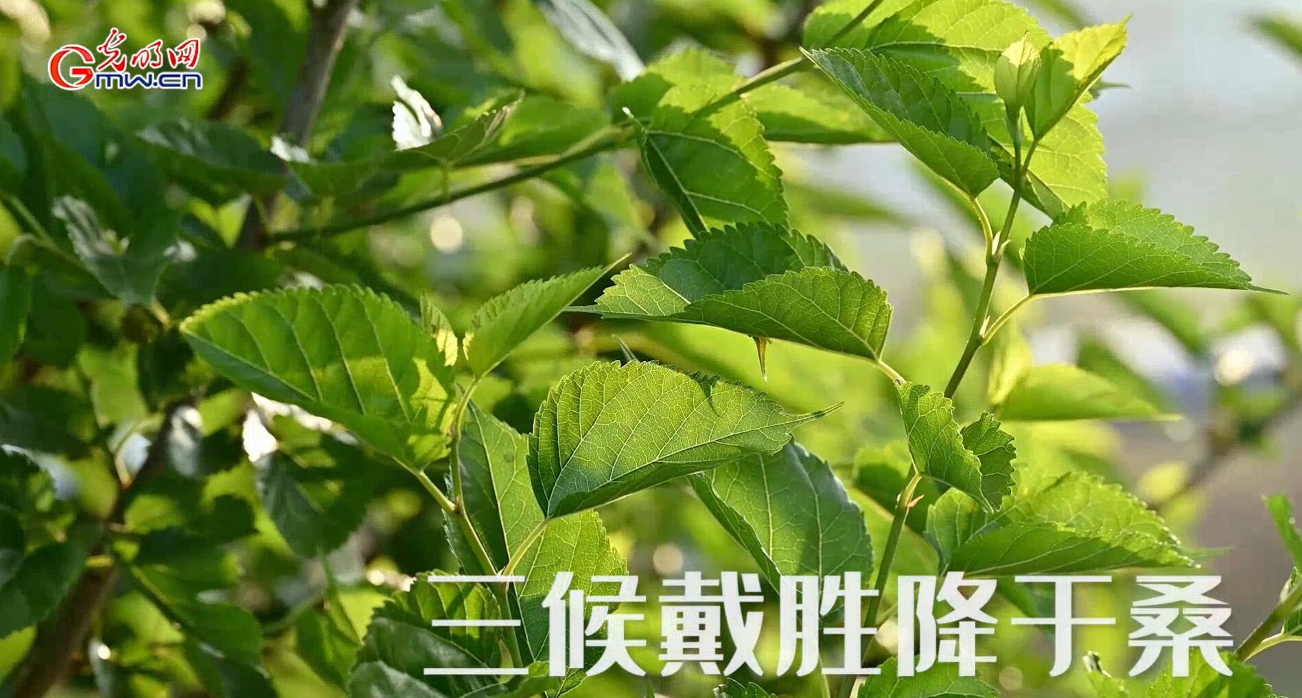 【节气里的大美中国·谷雨】空间音频丨听见谷雨
