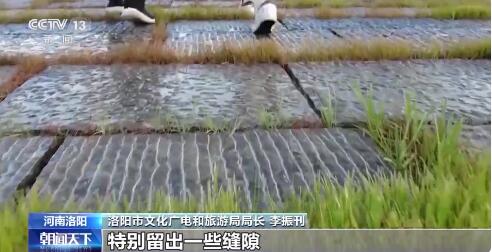 新文旅“风”起洛阳 数字赋能让国宝“活”起来