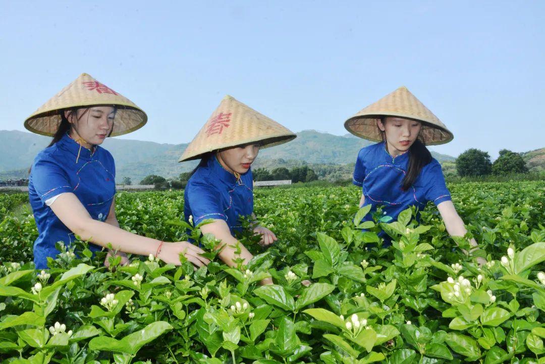 闽人智慧丨福建的这项世界非遗，称得上“人间第一香”