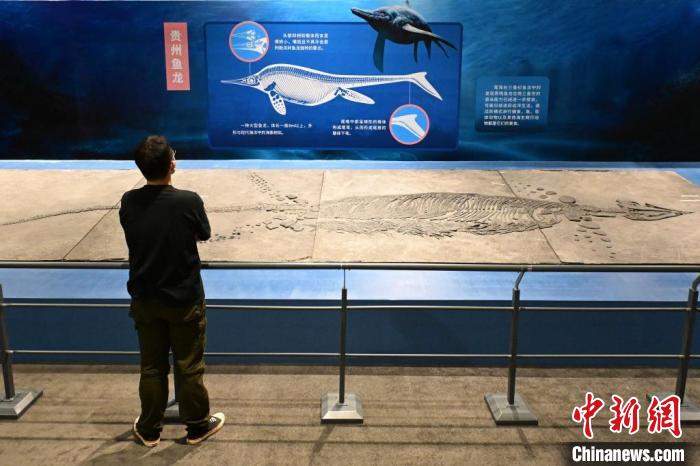 “龙跃黔海——贵州三叠纪的海洋世界”展览在北京开展