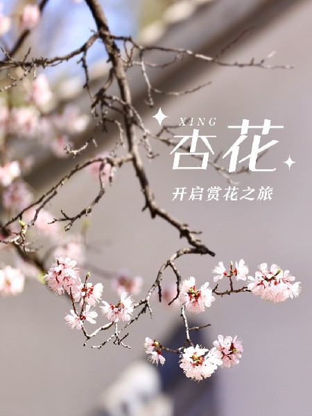 追花指南第六期！杏花雨 杨柳风 北京最美的杏花在这里