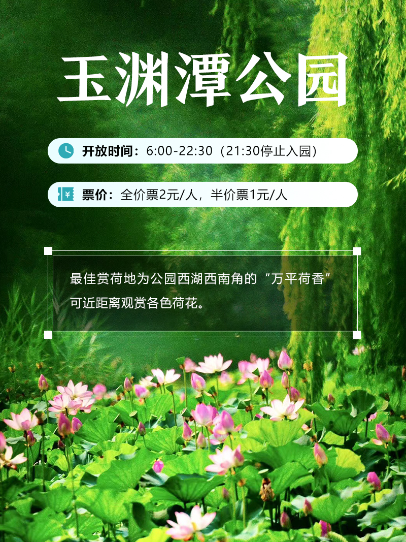 今夏荷花开好了，北京这些地方超出片！