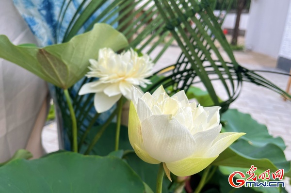 圆明园第三十届荷花节开幕，首次推出“荷梅”双花展