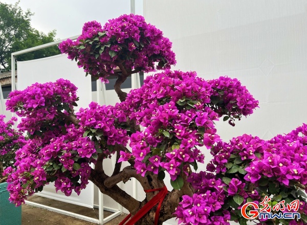 圆明园第三十届荷花节开幕，首次推出“荷梅”双花展