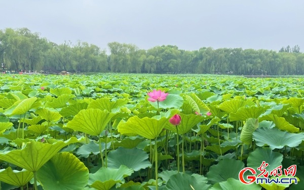 圆明园第三十届荷花节开幕，首次推出“荷梅”双花展