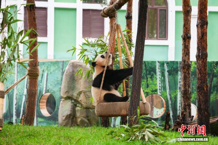 大熊猫兄弟亮相 哈尔滨文旅增添“新顶流”