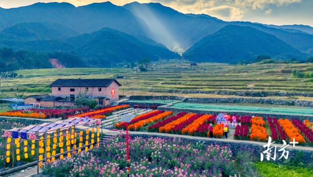 文化中国行·寒露 | 枫艳菊黄岭南秋，蔗熟姜香岁物收
