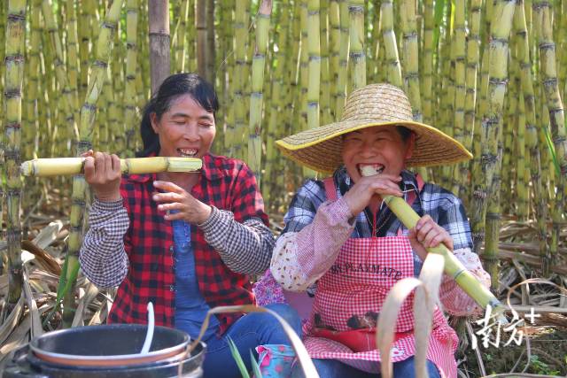 文化中国行·寒露 | 枫艳菊黄岭南秋，蔗熟姜香岁物收