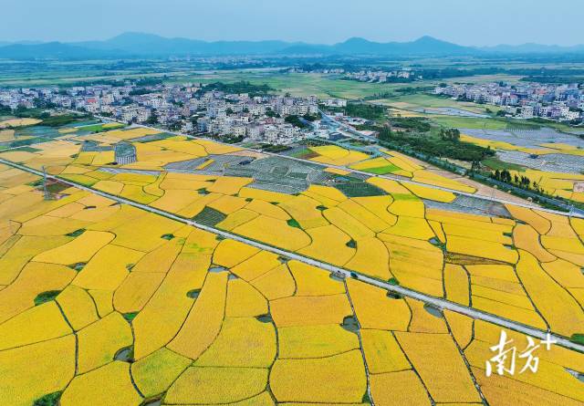 文化中国行·寒露 | 枫艳菊黄岭南秋，蔗熟姜香岁物收