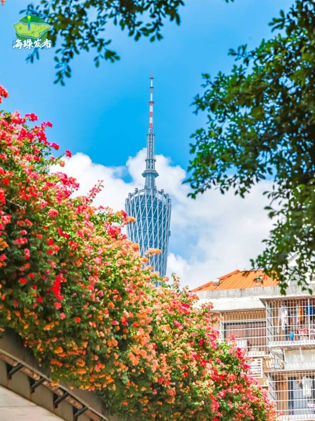 文化中国行·立冬 | 岭南立冬春意同,新梅万朵映晴空 文化中国行·立冬 | 岭南立冬春意同,新梅万朵映晴空