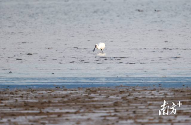 文化中国行·立冬 | 岭南立冬春意同,新梅万朵映晴空 文化中国行·立冬 | 岭南立冬春意同,新梅万朵映晴空