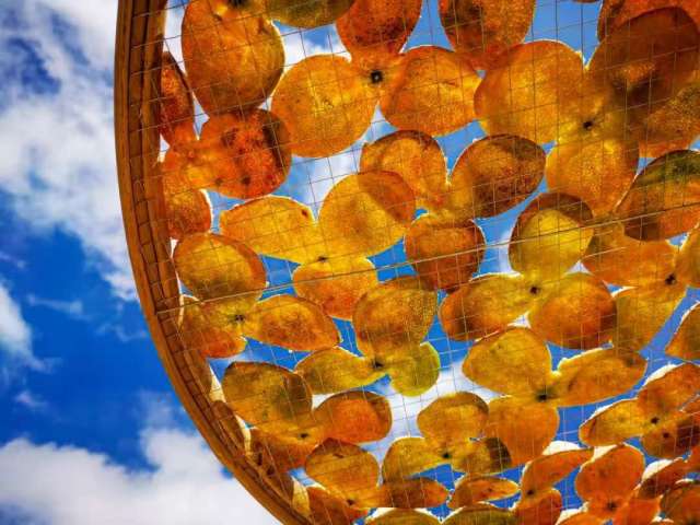 文化中国行·立冬 | 岭南立冬春意同,新梅万朵映晴空 文化中国行·立冬 | 岭南立冬春意同,新梅万朵映晴空