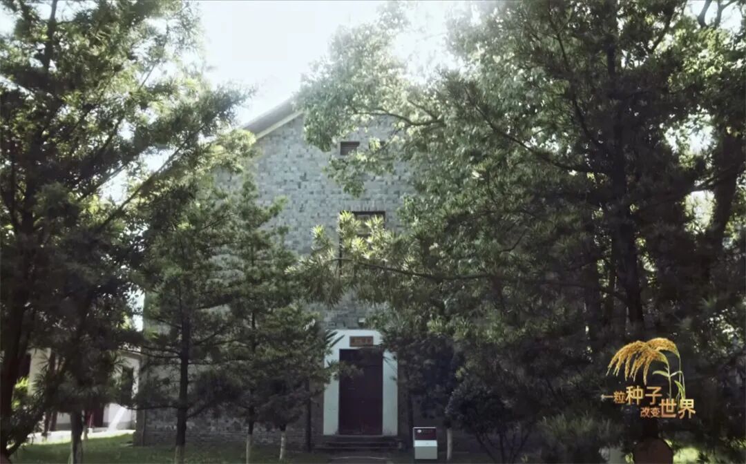 稻浪千里 禾下苍穹｜纪录片《一粒种子改变世界》即将播出