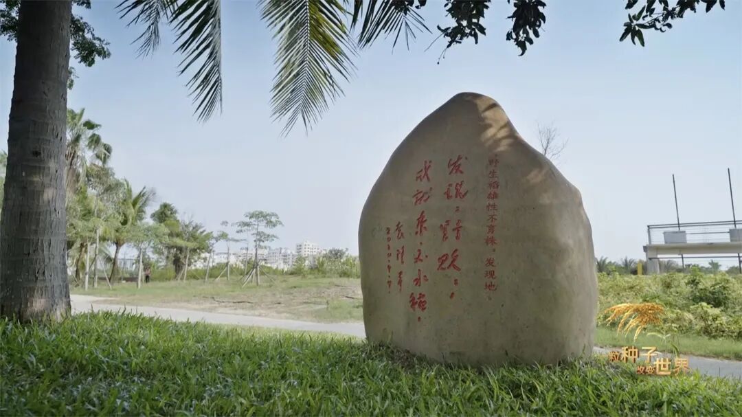 稻浪千里 禾下苍穹｜纪录片《一粒种子改变世界》即将播出