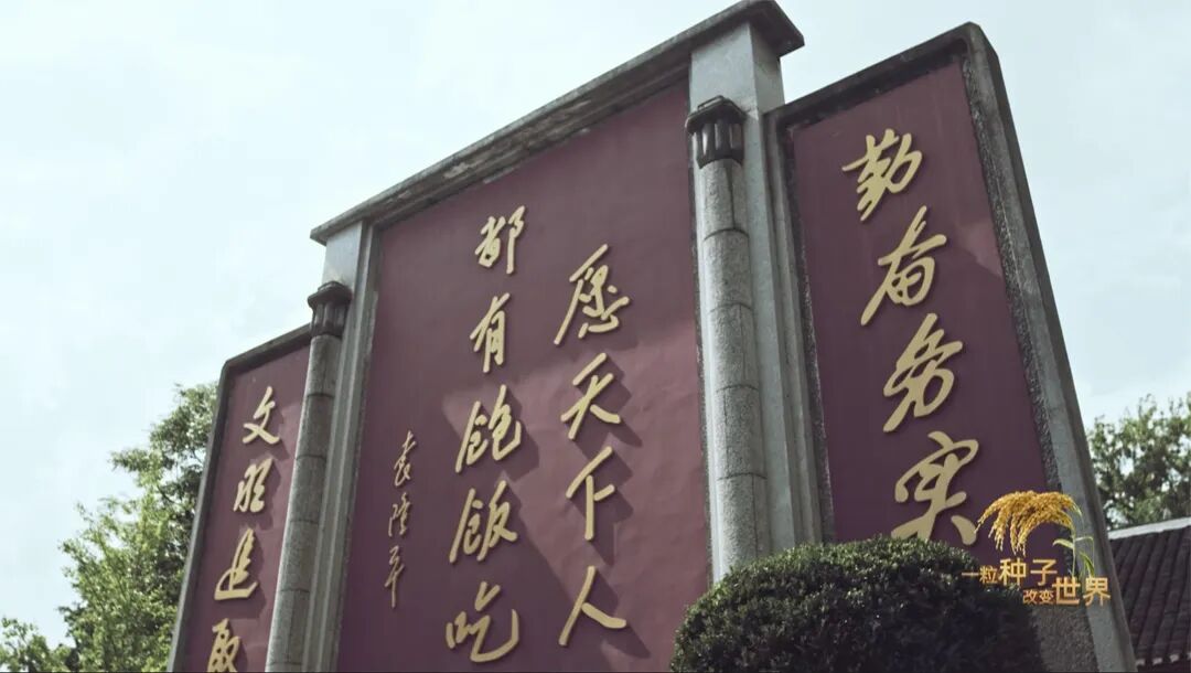 稻浪千里 禾下苍穹｜纪录片《一粒种子改变世界》即将播出