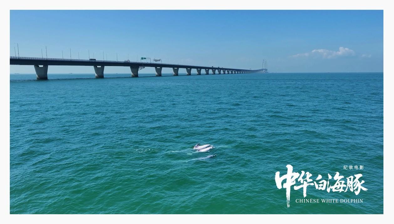 强国影视观察|生命纪事:从珠江口到人类未来——专访纪录电影《中华白海豚》总导演闫东 强国影视观察|生命纪事:从珠江口到人类未来——专访纪录电影《中华白海豚》总导演闫东