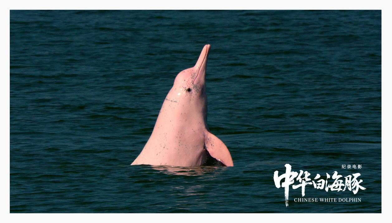 强国影视观察|生命纪事:从珠江口到人类未来——专访纪录电影《中华白海豚》总导演闫东 强国影视观察|生命纪事:从珠江口到人类未来——专访纪录电影《中华白海豚》总导演闫东