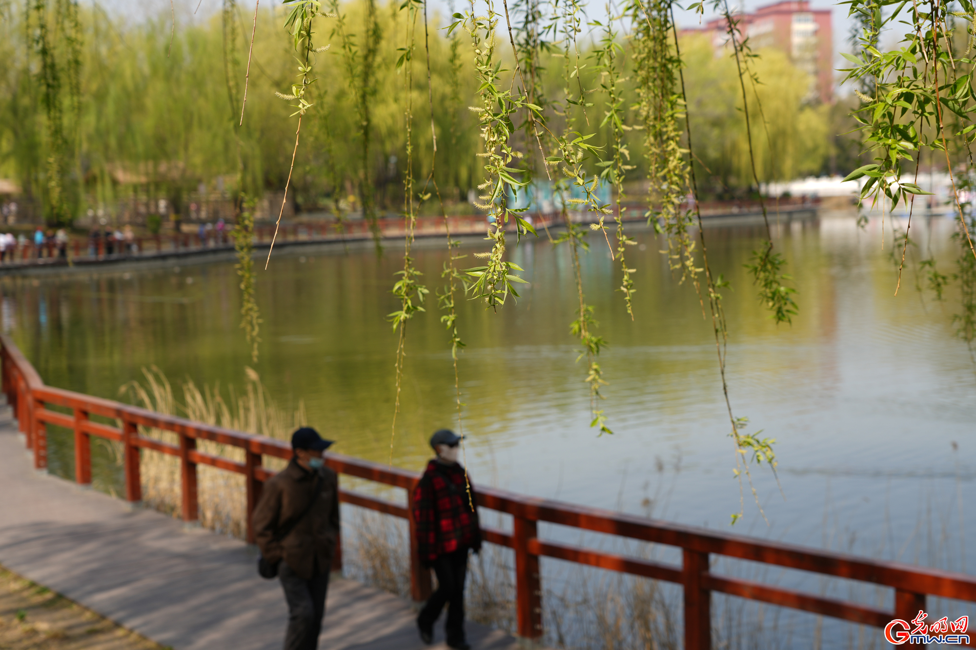 【网络中国节】第十六届柳文化节拉开帷幕 清明赏柳沐春光