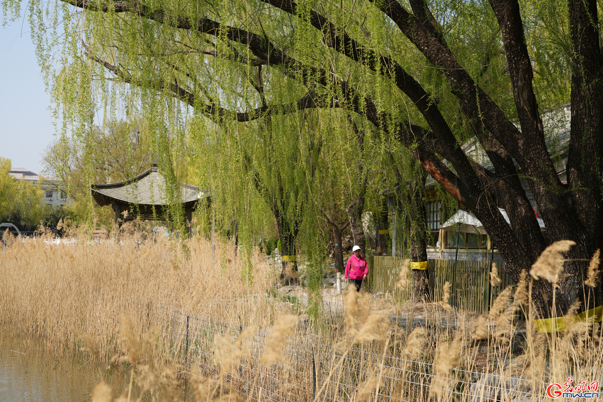 【网络中国节】第十六届柳文化节拉开帷幕 清明赏柳沐春光