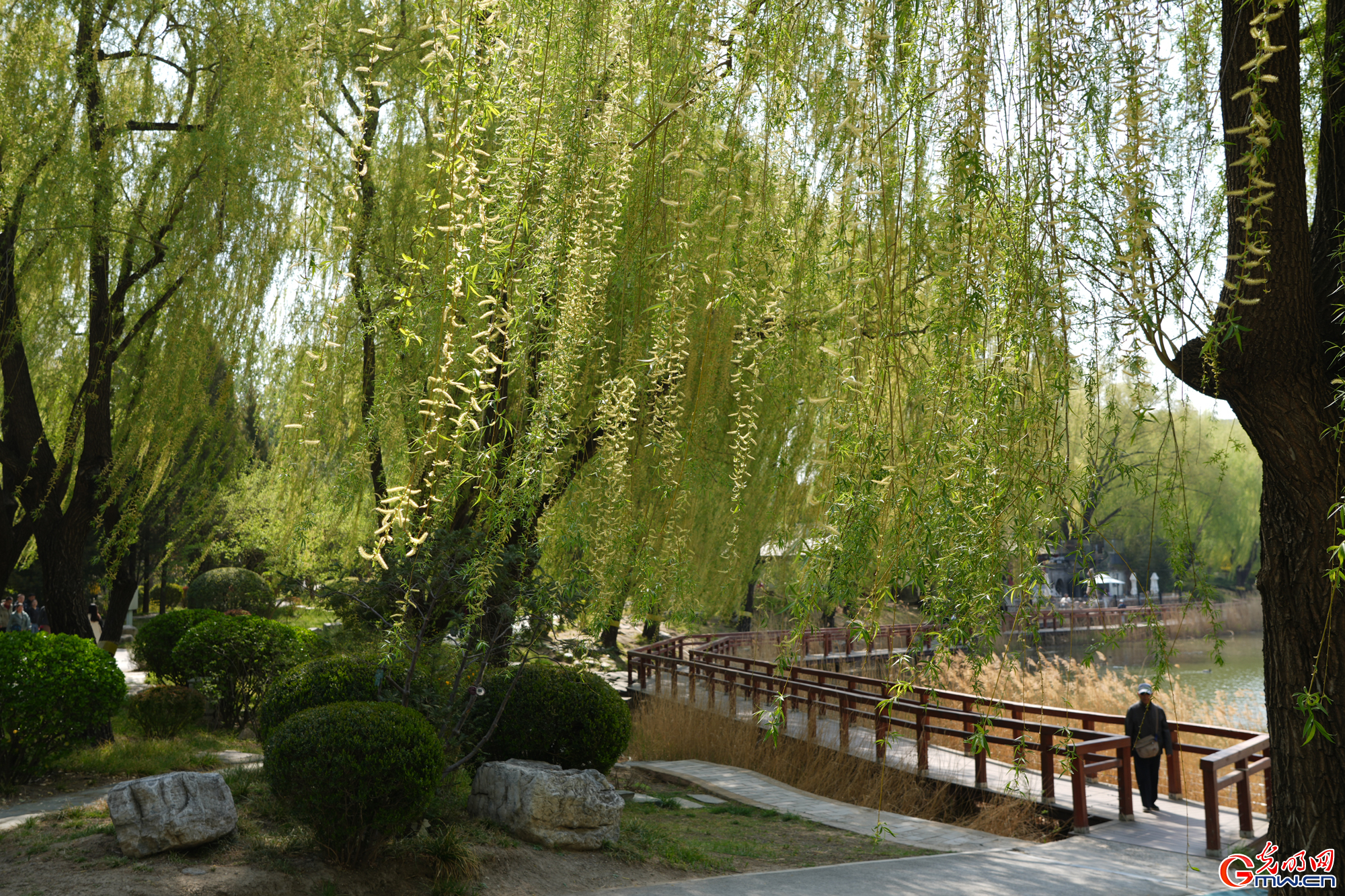 【网络中国节】第十六届柳文化节拉开帷幕 清明赏柳沐春光