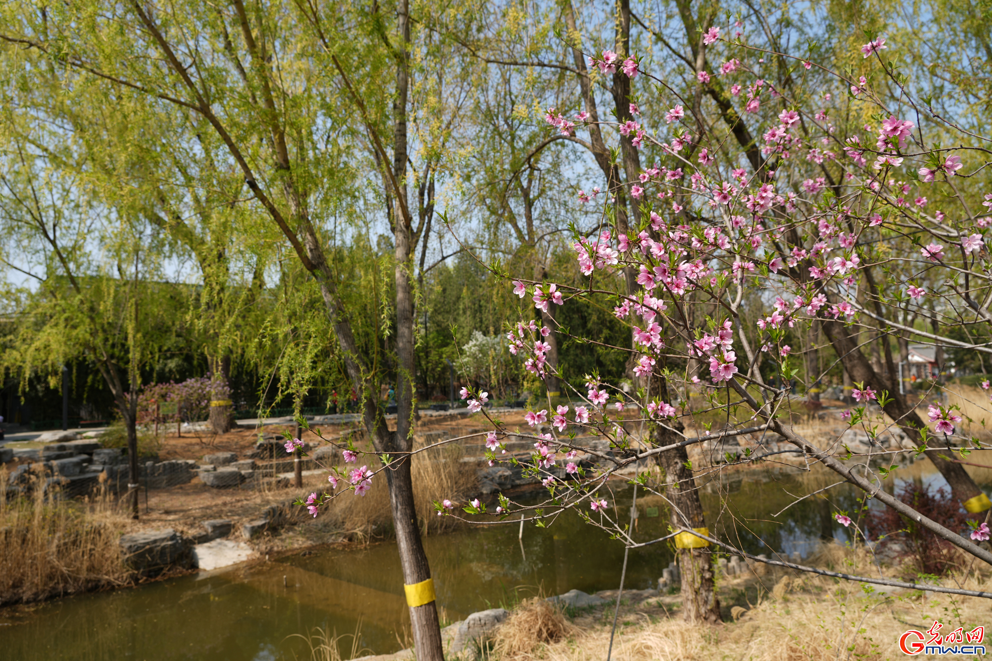 【网络中国节】第十六届柳文化节拉开帷幕 清明赏柳沐春光