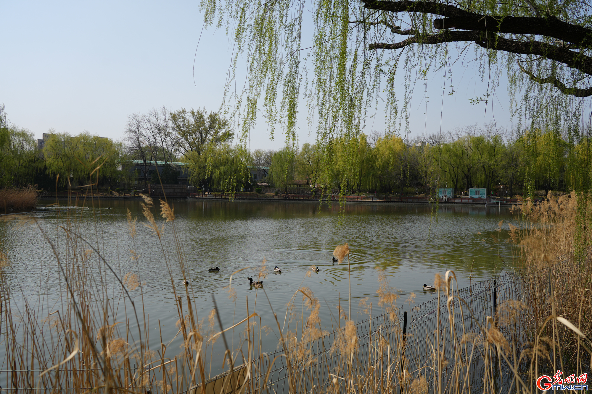 【网络中国节】第十六届柳文化节拉开帷幕 清明赏柳沐春光