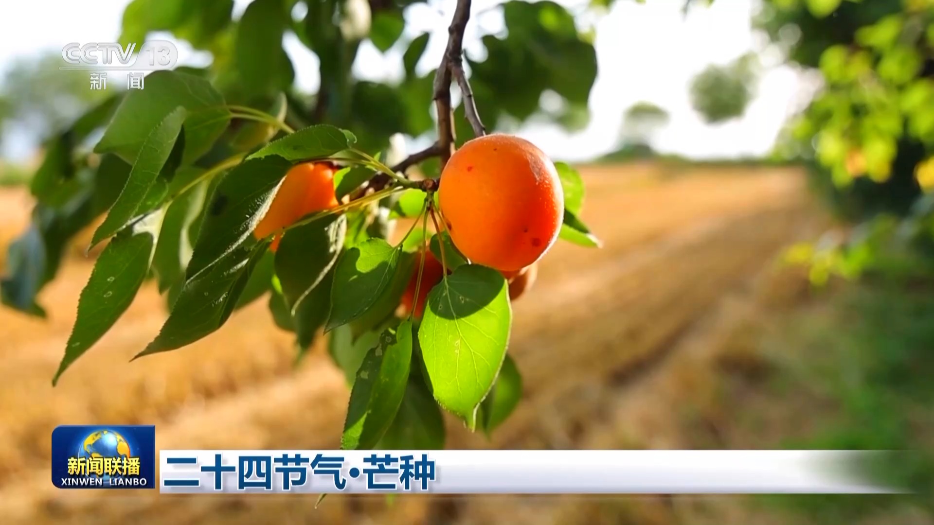 文化中国行丨二十四节气·芒种