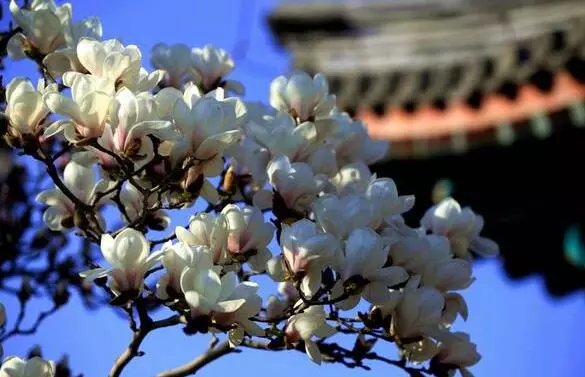 趣说北京｜世园会勾起老北京人关于养花儿的记忆