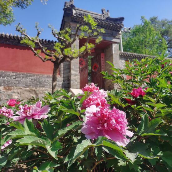 北京延庆大庄科乡举办牡丹文化节 推介十条红色旅游线路